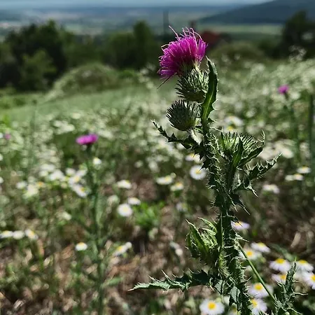 Nagykulcsos Nyúlontúl Nyaraló Mencshely