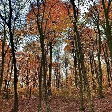 Nagykulcsos Nyulontul *