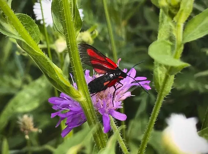 Nagykulcsos Nyulontul בית נופש *