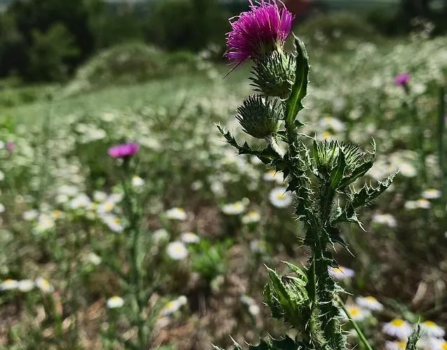 Nagykulcsos Nyulontul בית נופש Mencshely