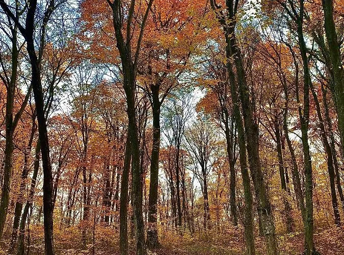 Nagykulcsos Nyulontul *